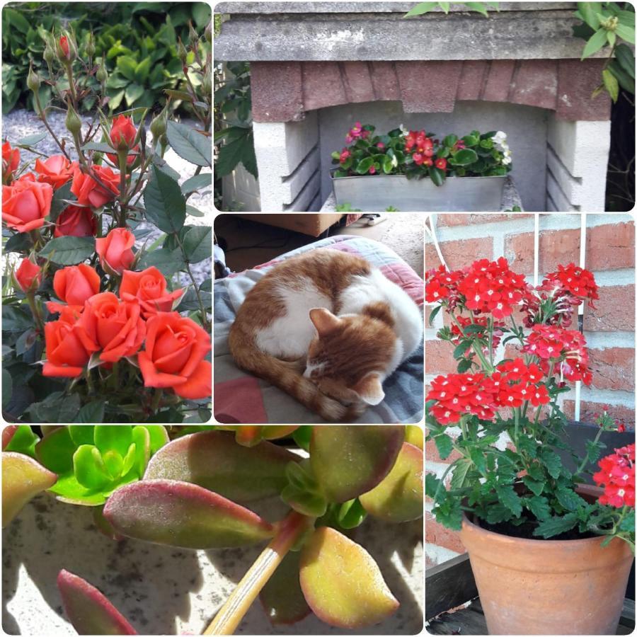 B&B 'T Gezellig Huizeke Zoersel Bagian luar foto